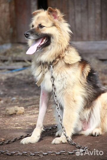 Собака ищет дом