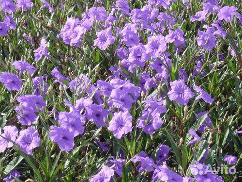 Руэллия (олеандр голубой)