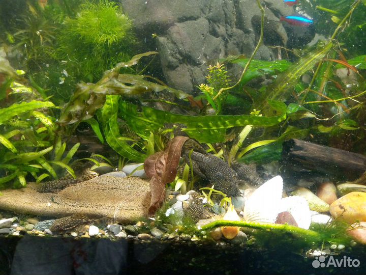 Продаются рыбки Гуппи, Анциструсы,растения