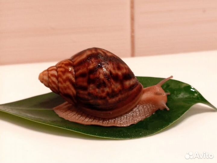 Улитки ахатины маленькие