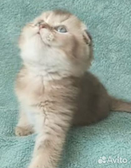 Котята золотая шиншилка