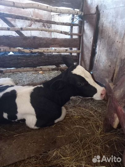 Бычки голштины