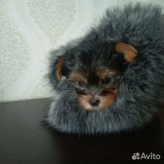 Йоркширский терьер