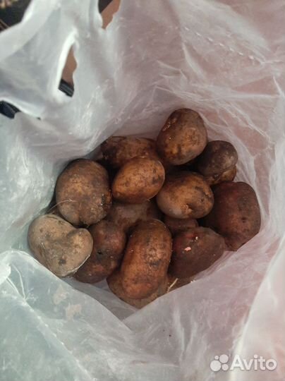 Картофель домашний