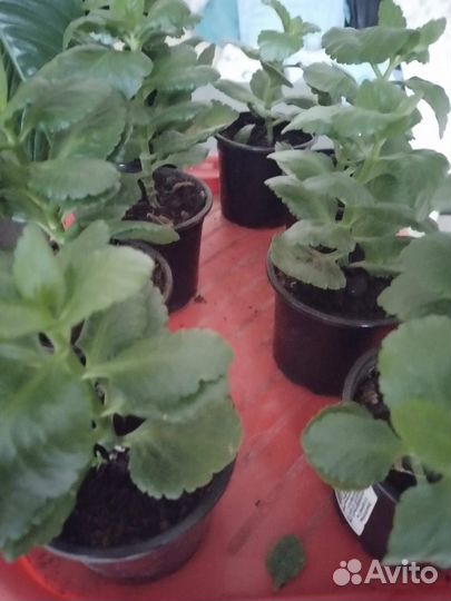 Каланхоэ,алоэ,зебрина,спатифиллум