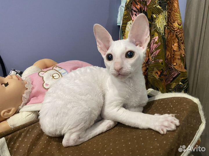 Клубные котята