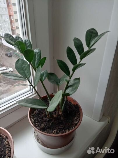 Замиокулькас