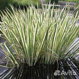 Растения для водоема и прибрежная зона