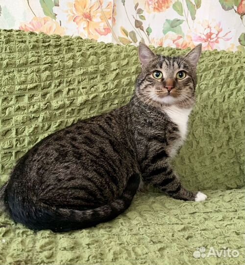 Котик Боря ищет дом