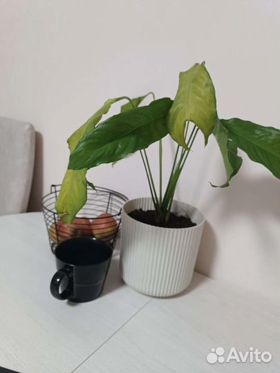 Комнатные растения обмен