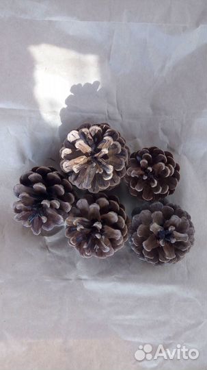 Шишки для декора
