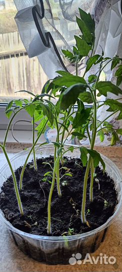 Рассада крупного томата