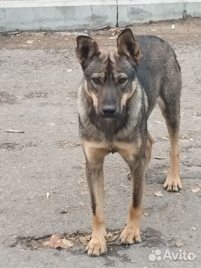 Собака -охранник в добрые руки