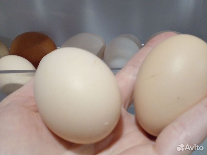 Яйцо домашнее