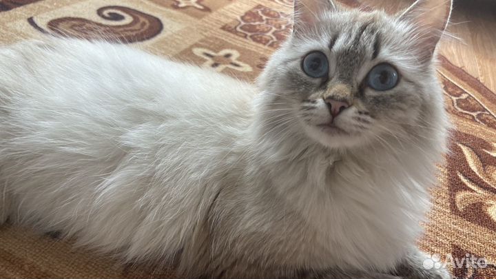Котята в добрые руки даром девочки