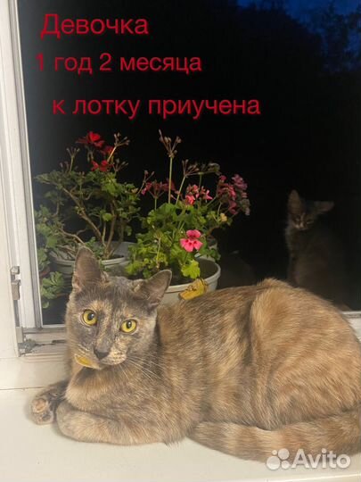 Котята в добрые и заботливые ручки)