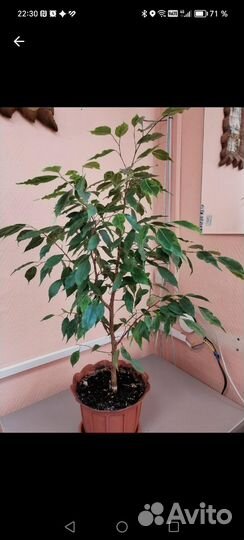 Фикус Бенджамина