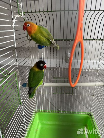 Продам попугаев неразлучников