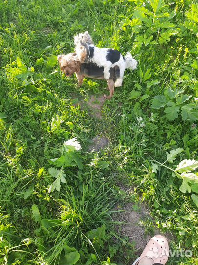 Собаки щенки маленькой породы