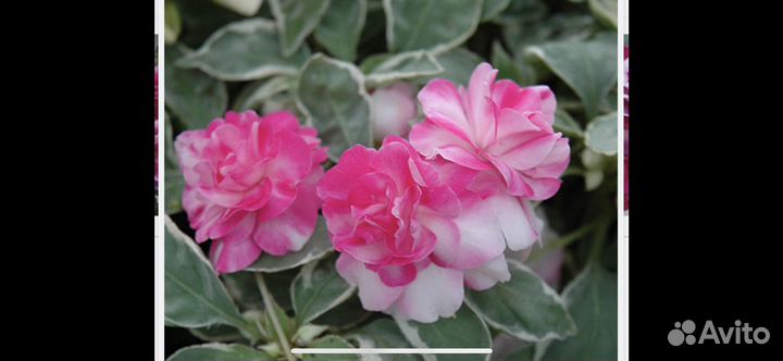 Укорённые черенки пестролистных бальзаминов