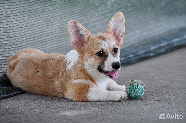 Вельш корги пемброк
