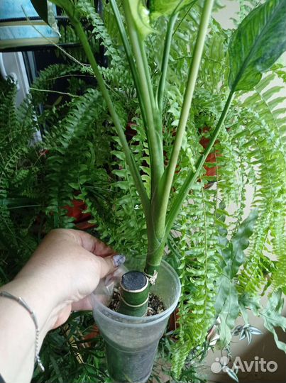 Диффенбахия Рудольф Роерс