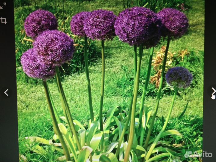 Лук Суворова (Анзур)