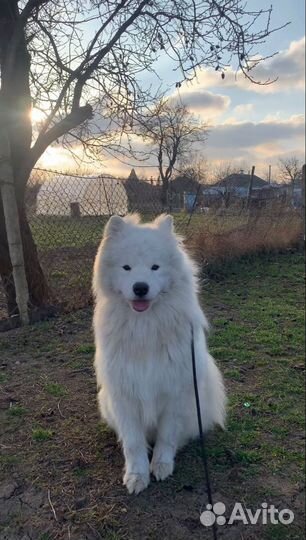 Выгул собак Пермь, Архангельск