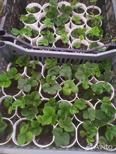 Рассада клубники