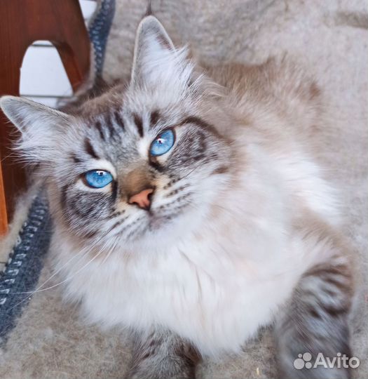 Невская маскарадная девочка