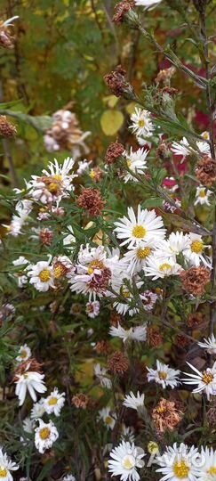 Цветы октябринки