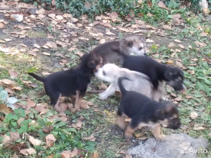 Щенки в добрые руки
