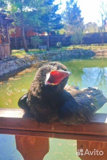 Самые ручные птенцы