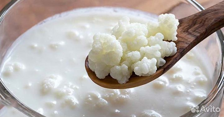 Тибетский молочный гриб