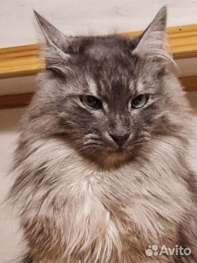 Котя сопливая