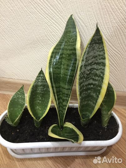 Сансевиерия сортовая