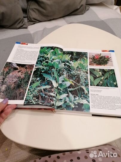 Комнатные растения практическая энциклопедия