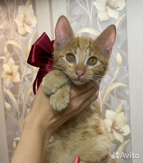 Рыжий котёнок