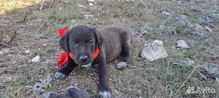 Щенки курцхаара в добрые руки