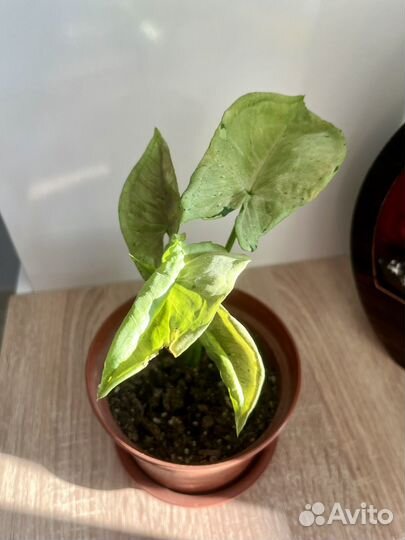 Сингониум Серый призрак