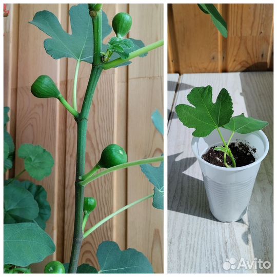 Комнатный Инжир c плодами