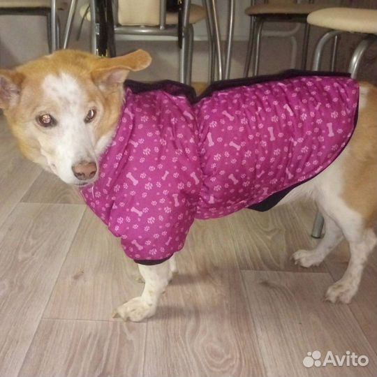 Комбинезон для собачки