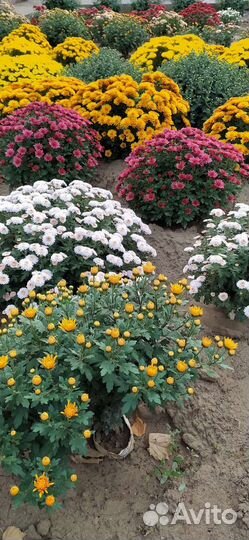 Хризантемы мультифлора