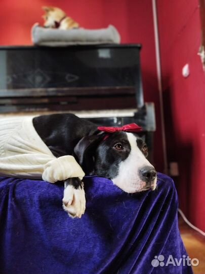 Молодая Триполи ищет дом. Дружит с кошками