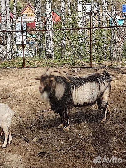 Обмен на мотоцикл коза и козел