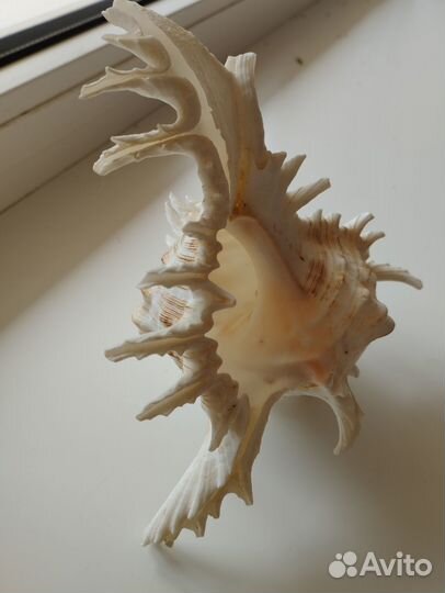 Океанская ракушка