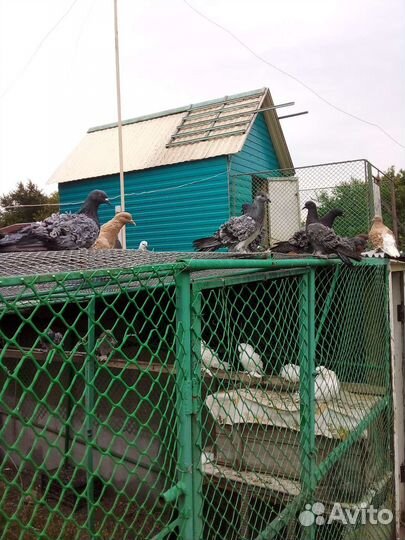 Голуби кучерявые