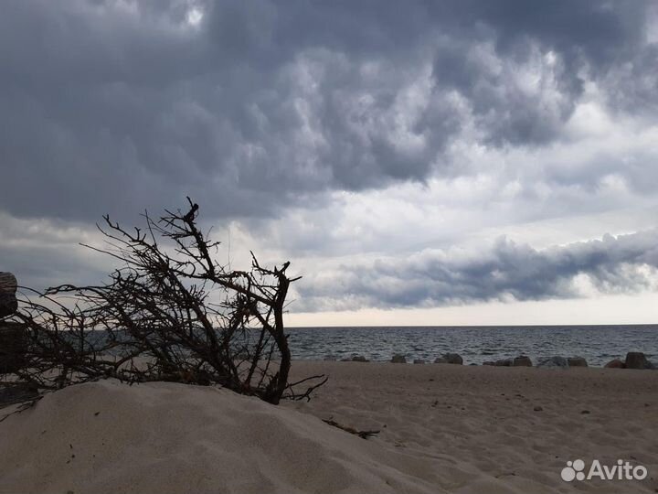 Куршская Коса+Орнитологическая Станция экскурсия