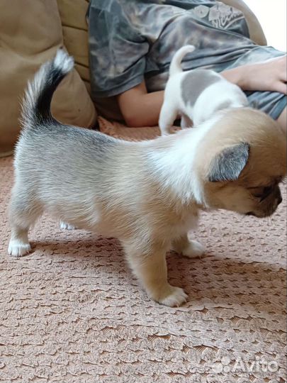 Щенки чихуахуа