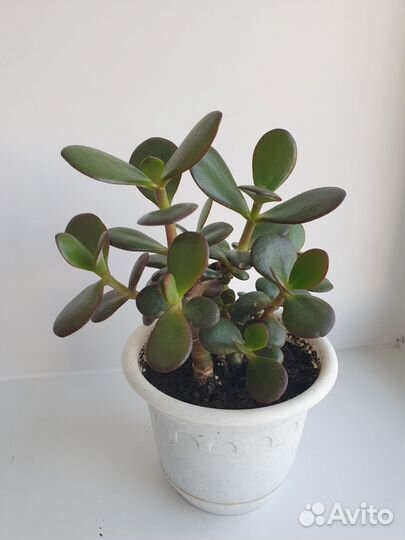 Крассула толстянка